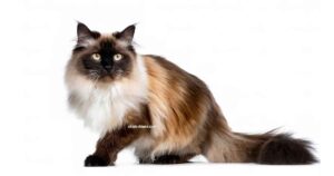 Himalayen