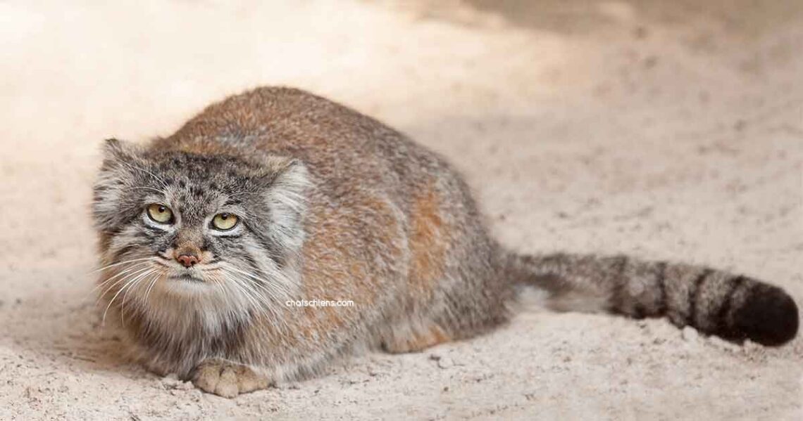 Chat de Pallas Manul