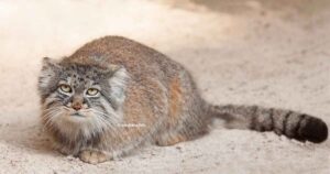 Chat de Pallas Manul : le félin sauvage insaisissable et adorable
