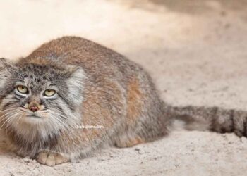 Chat de Pallas Manul