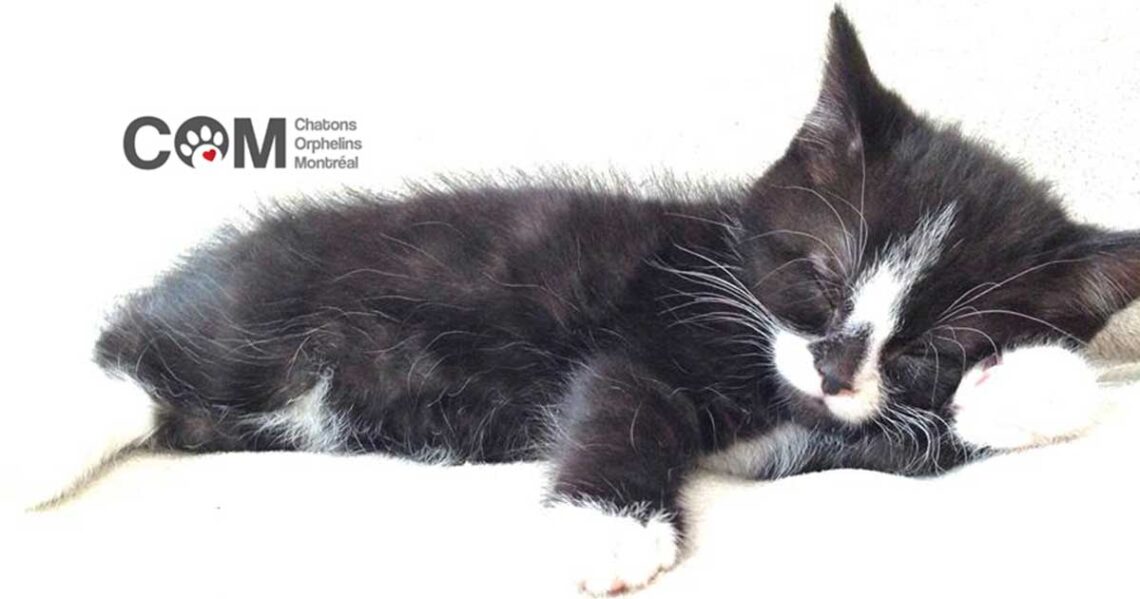 Chatons Orphelins Montréal