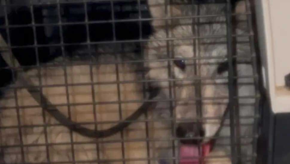 Une experte en récupération de chiens perdus intervient pour capturer un rare chien-loup abandonné 3 Chien Loup
