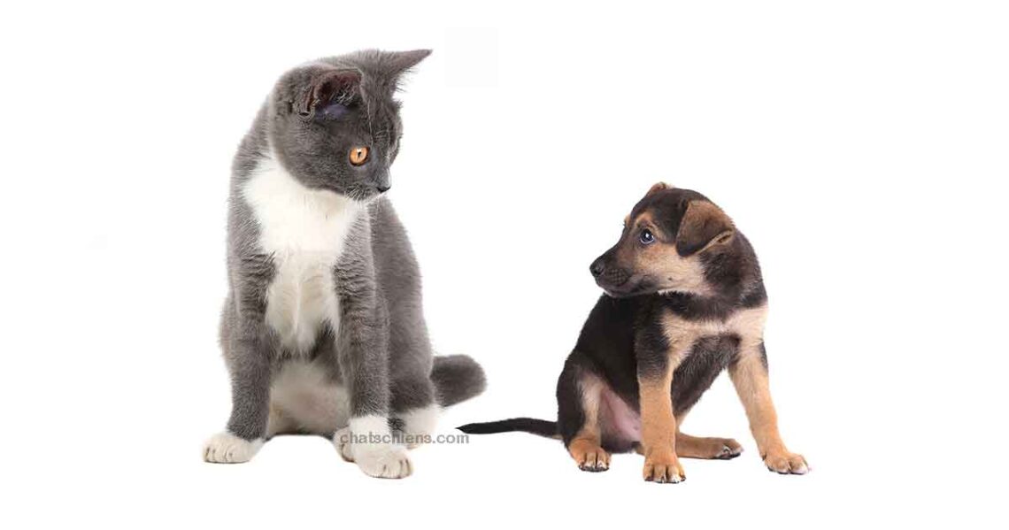 Conseils 1 Conseils chats chiens