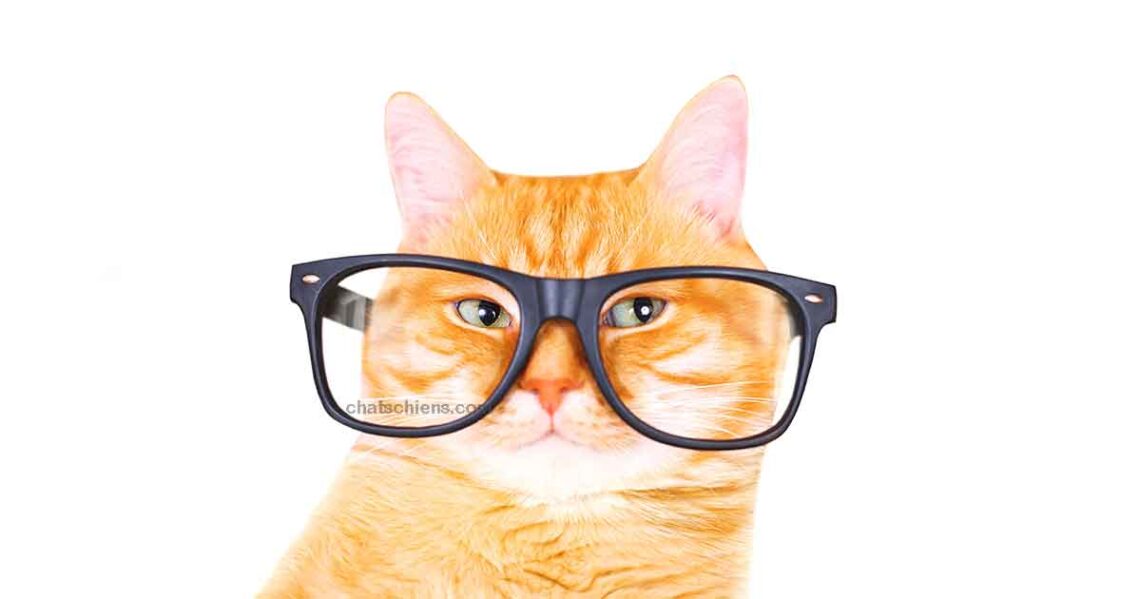 Conseils sur les chats