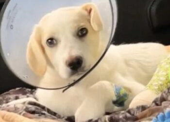 D abandonné et blessé à prospère la transformation remarquable d un chiot en 6 mois