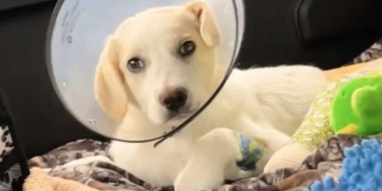 D abandonné et blessé à prospère la transformation remarquable d un chiot en 6 mois