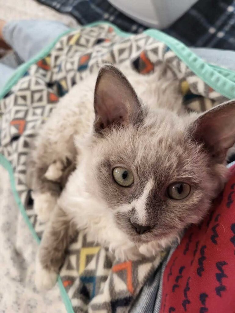 Des chatons Selkirk Rex