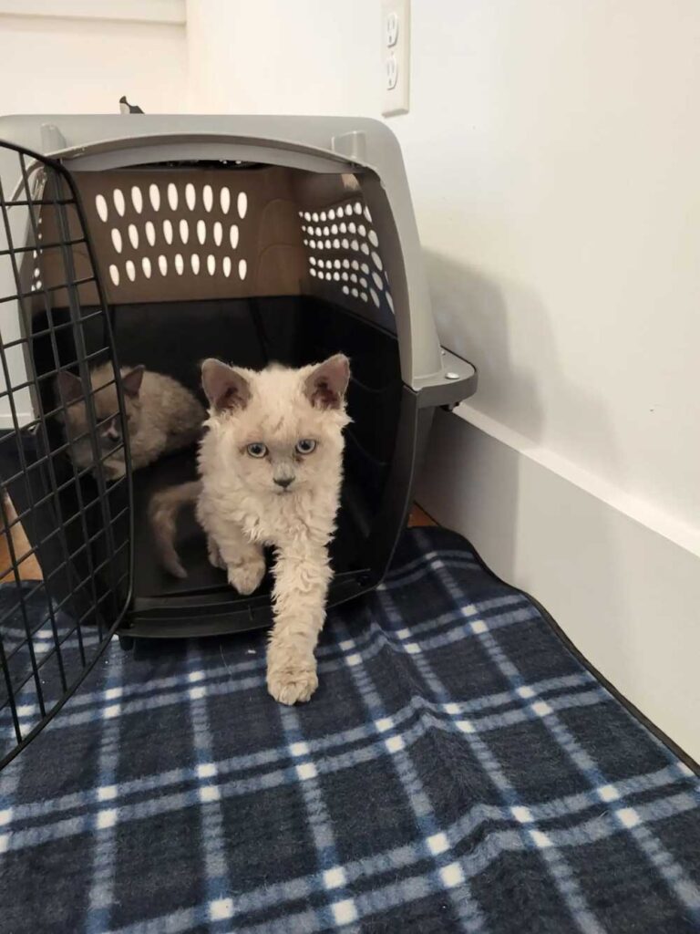 Des chatons Selkirk Rex
