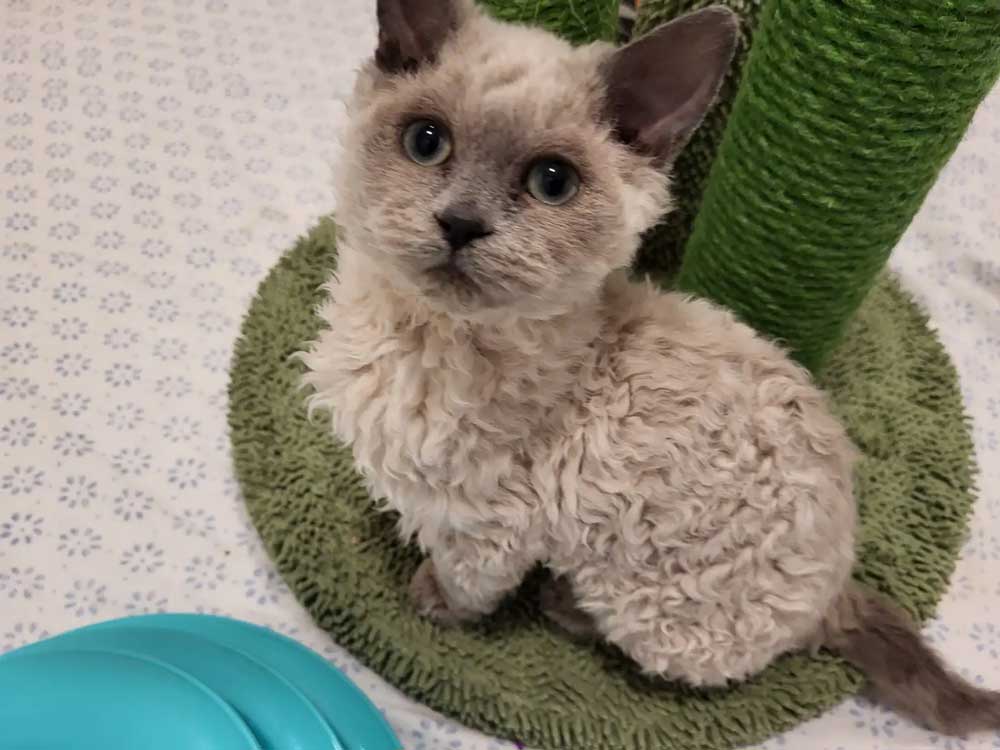 Des chatons Selkirk Rex