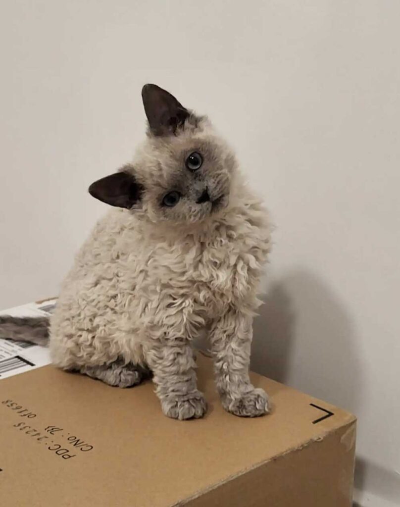 Des chatons Selkirk Rex