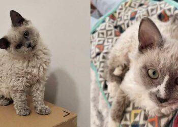 Des chatons bouclés battent un record d adoption dans un refuge