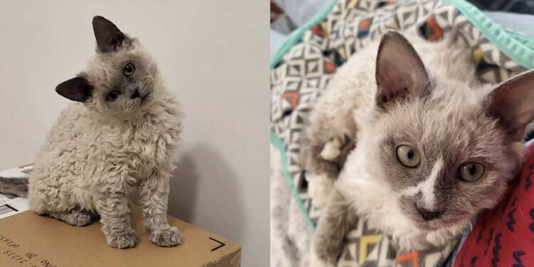 Des chatons bouclés battent un record d adoption dans un refuge