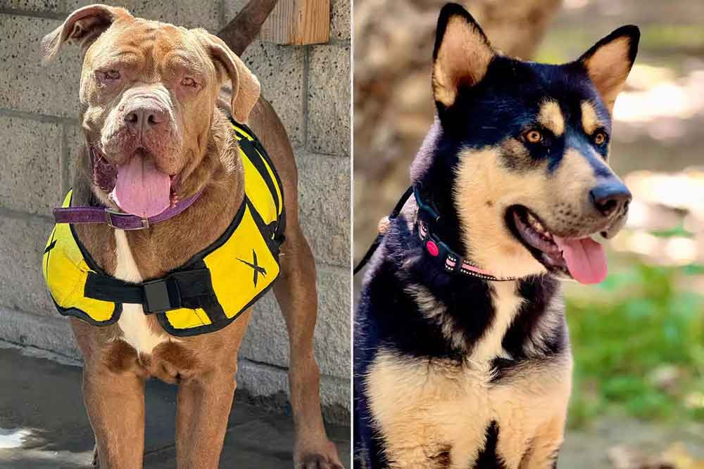 L’acteur Chris Pine exhorte les fans à adopter deux chiens qu’il a sauvés de l’euthanasie 2 Jack et Max