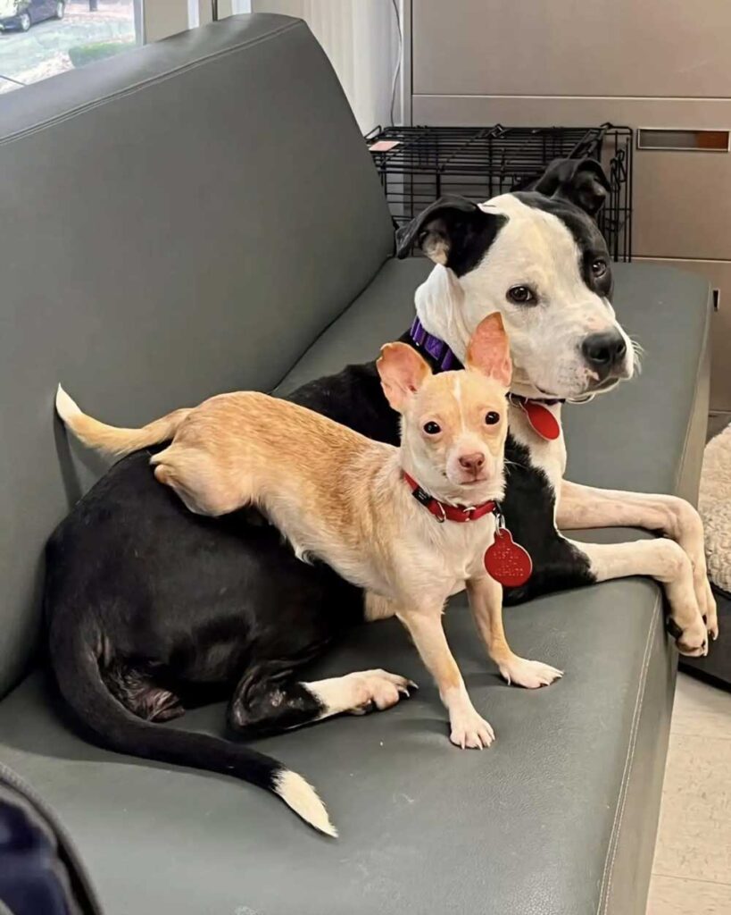 Un lien improbable entre des chiens de refuge mène à un foyer chaleureux pour toujours 6 Karma et Gigi (1)