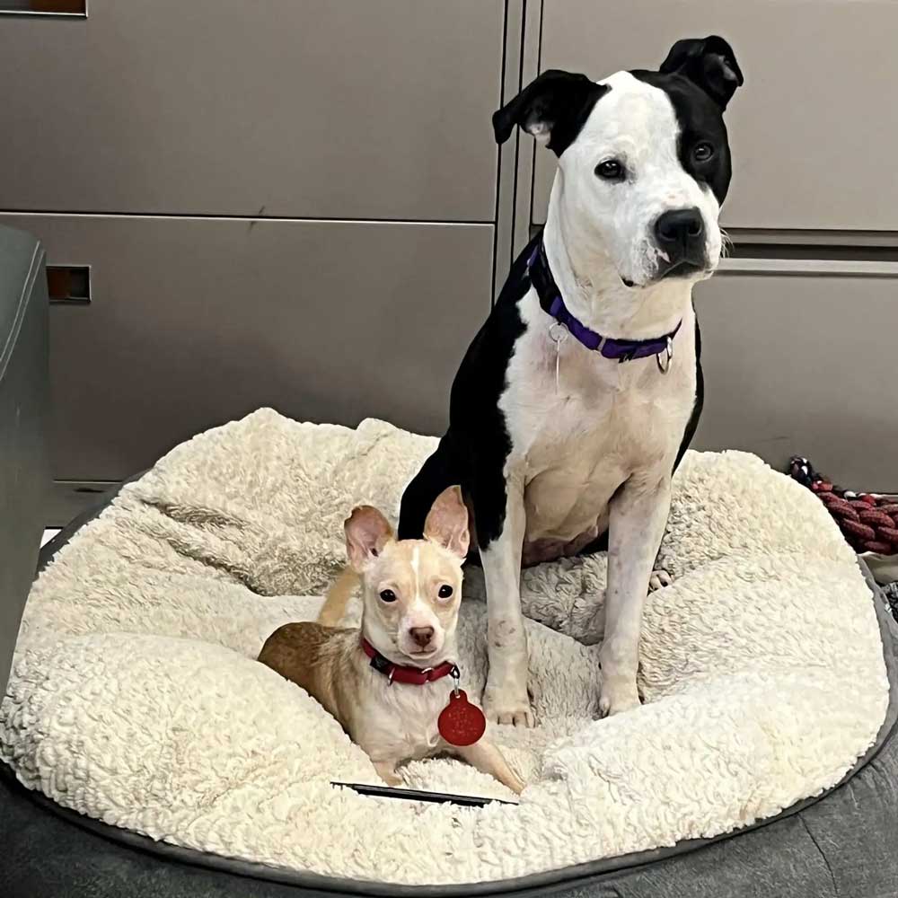 Un lien improbable entre des chiens de refuge mène à un foyer chaleureux pour toujours 2 Karma et Gigi (2)