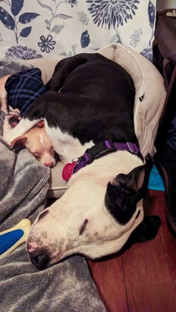 Un lien improbable entre des chiens de refuge mène à un foyer chaleureux pour toujours 3 Karma et Gigi (3)