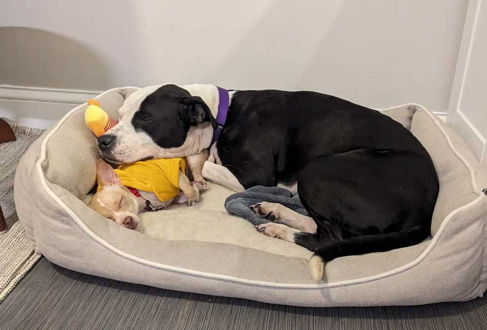 Un lien improbable entre des chiens de refuge mène à un foyer chaleureux pour toujours 4 Karma et Gigi (4)