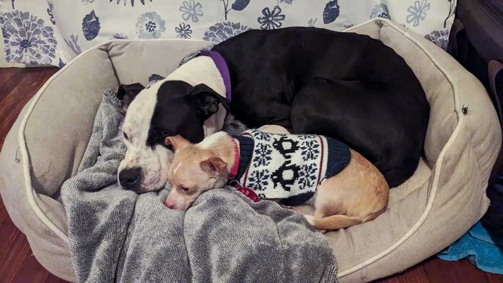 Un lien improbable entre des chiens de refuge mène à un foyer chaleureux pour toujours 5 Karma et Gigi (5)