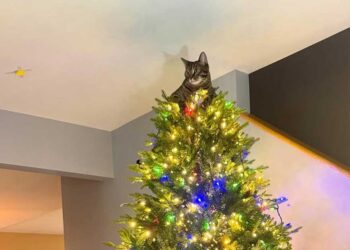 Le chat vole la vedette en tant la plus adorable décoration de sapin de Noël