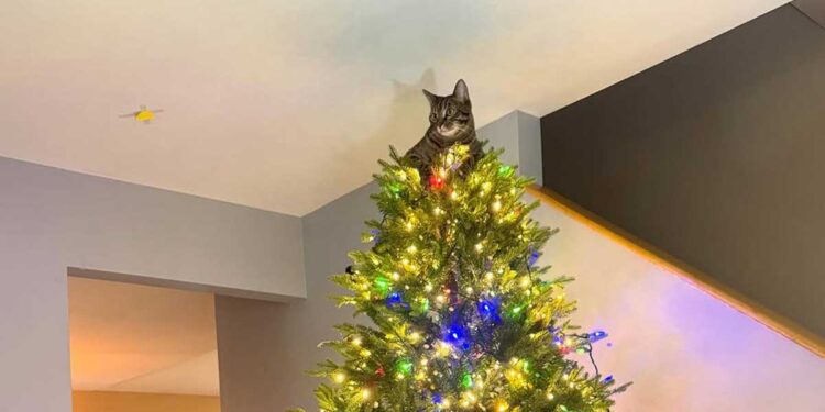Le chat vole la vedette en tant la plus adorable décoration de sapin de Noël