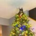 Le chat vole la vedette en tant la plus adorable décoration de sapin de Noël