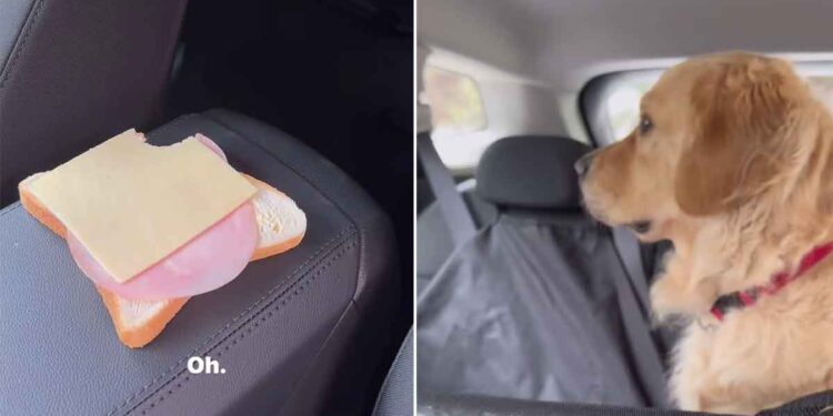 Pris la Patte dans le Sac : Un Golden Retriever Nie Avoir Volé le Sandwich de sa Maîtresse (vidéo) 1 Le déni du vol de sandwich de ce chien est la chose la plus drôle que vous verrez aujourd'hui
