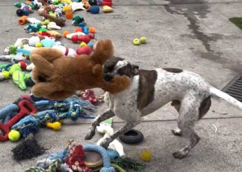 Les chiens de refuge qui choisissent leurs propres cadeaux de Noël vont vous faire fondre le cœur