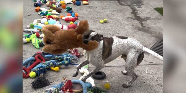 Les chiens de refuge qui choisissent leurs propres cadeaux de Noël vont vous faire fondre le cœur