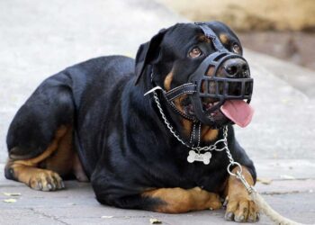 Les chiens les plus dangereux du monde