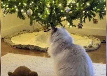 L'hommage émouvant d'un chat à son ami canin décédé fait fondre les cœurs en ligne