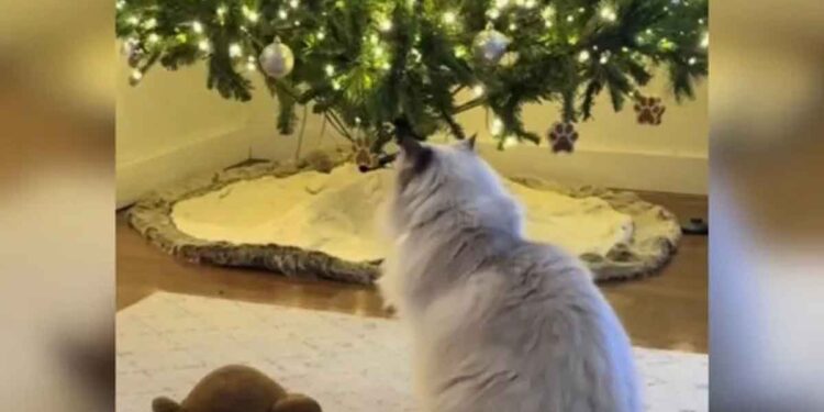 L'hommage émouvant d'un chat à son ami canin décédé fait fondre les cœurs en ligne