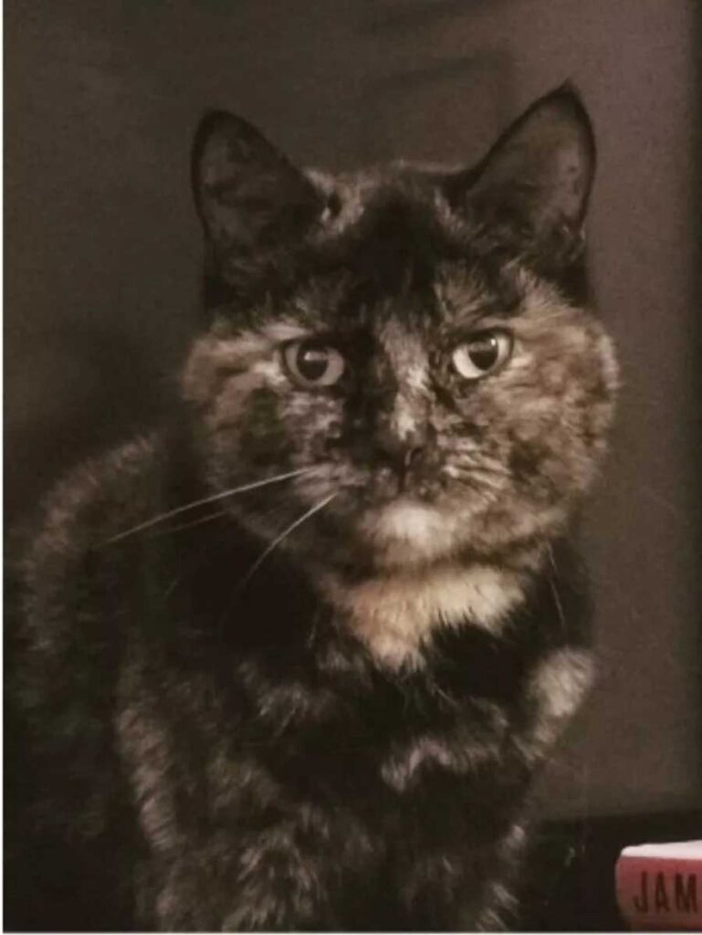 Une famille croyant avoir perdu son chat reçoit un message surprenant des nouveaux habitants de leur ancienne maison 3 Marshall