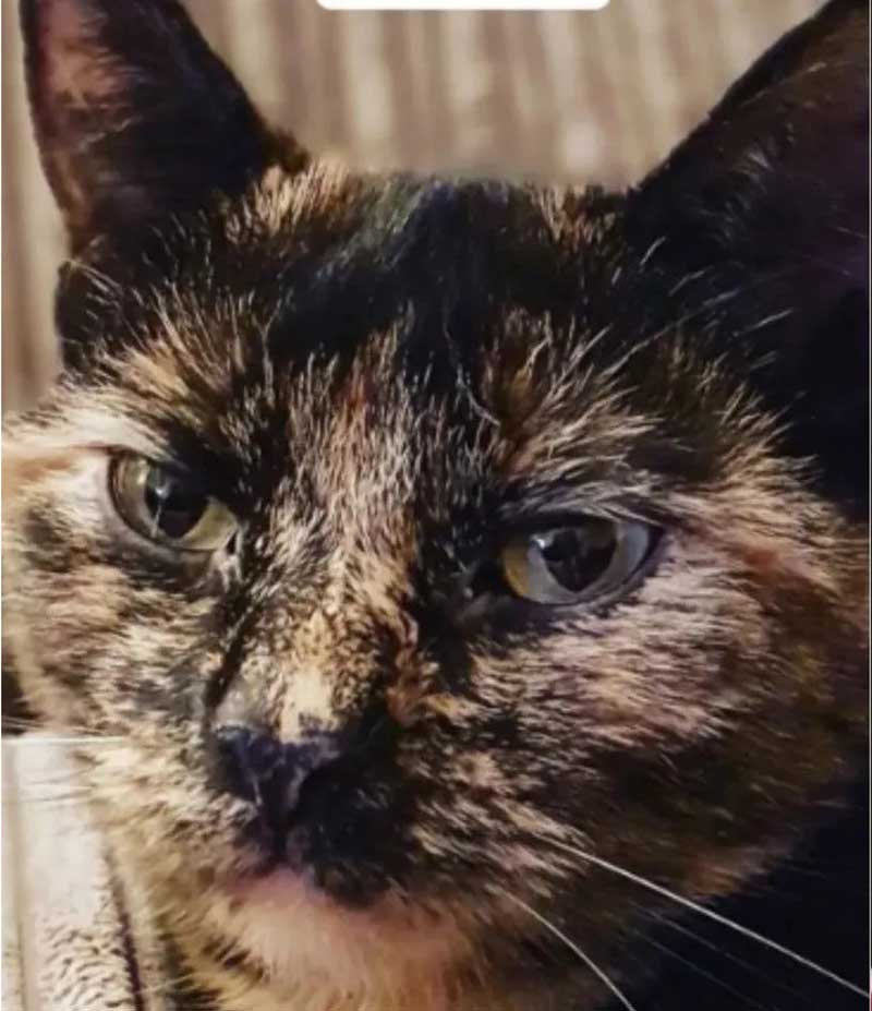 Une famille croyant avoir perdu son chat reçoit un message surprenant des nouveaux habitants de leur ancienne maison 2 Marshall