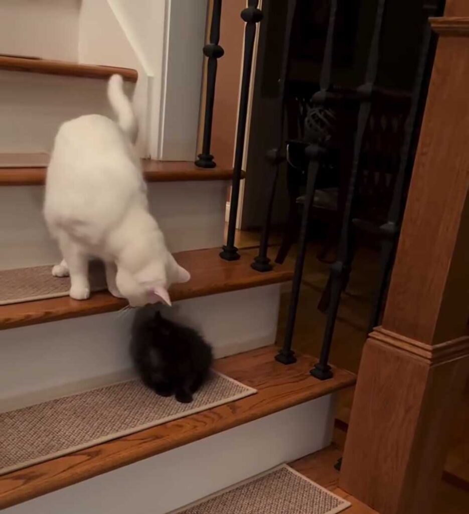 Un chat aveugle devient protecteur d’un chaton adopté qui a perdu ses frères et sœurs 2 Noey