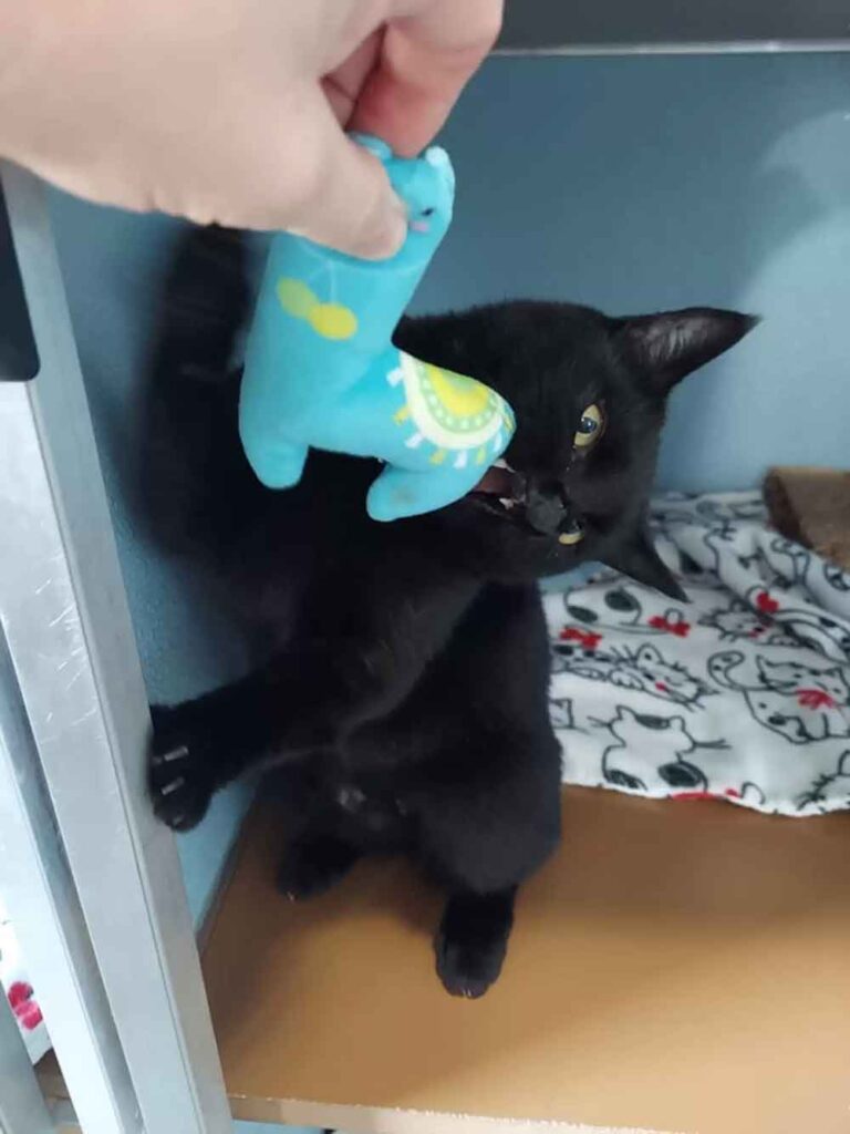 Onyx