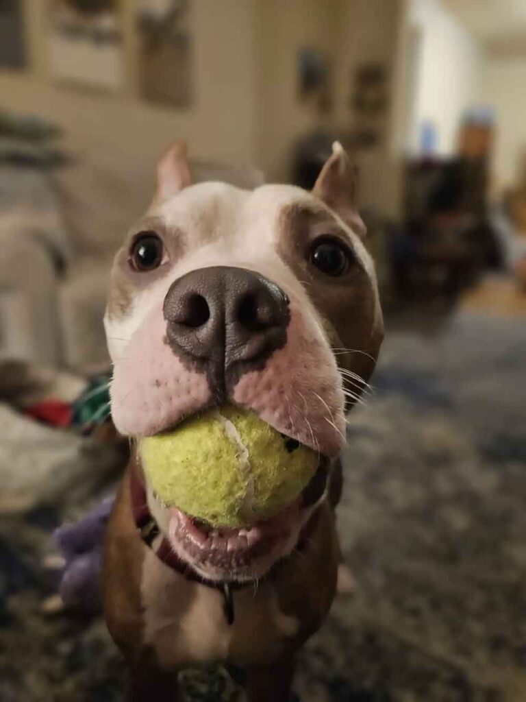 Parker prêt à être adopté (2)