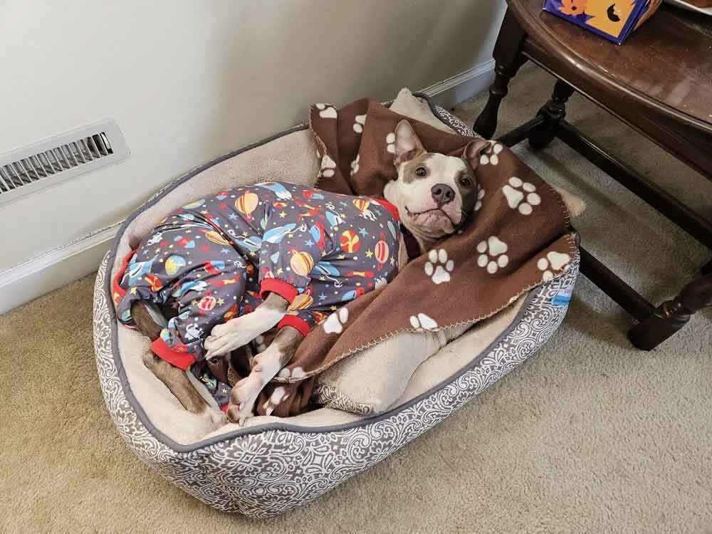 Par ker prêt à être adopté (3)