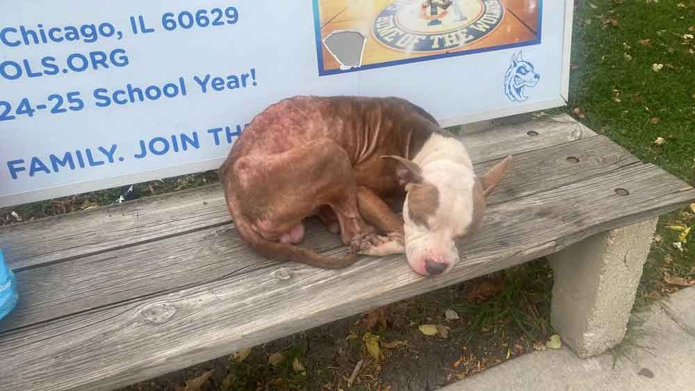 Parker, un pitbull maigre (2)