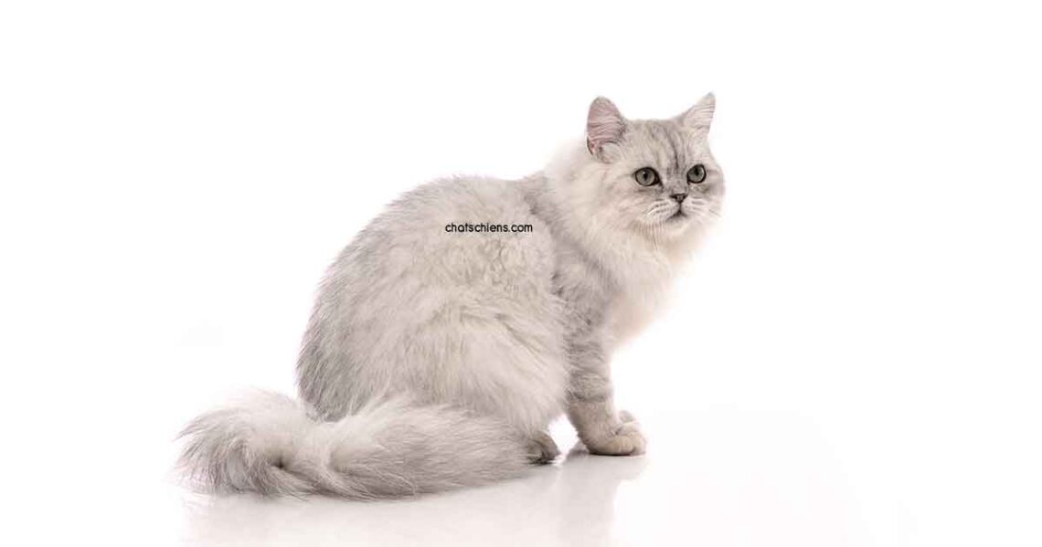 Persan Chinchilla