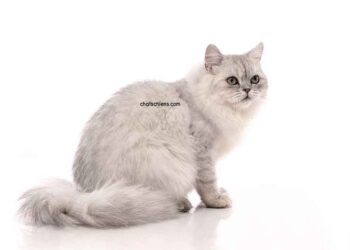 Persan Chinchilla