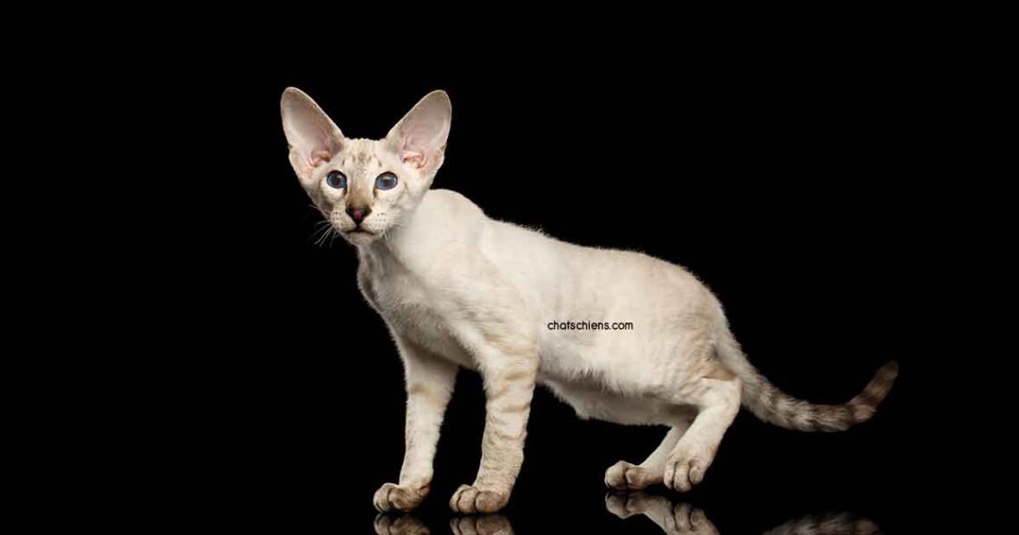 Peterbald profil race chat