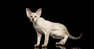 Peterbald