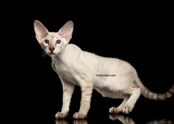 Peterbald profil race chat