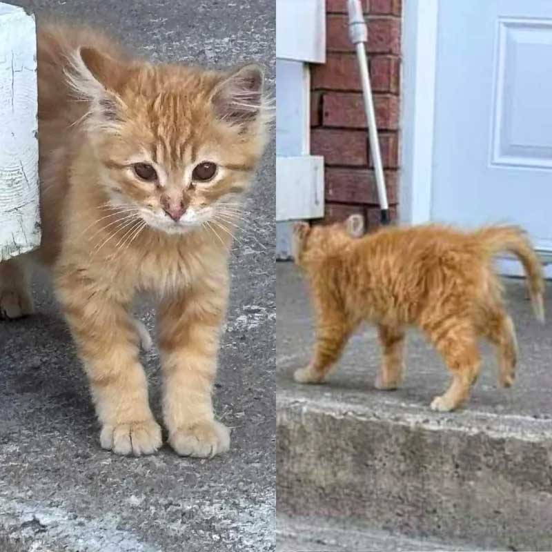 Safran chaton malade et solitaire