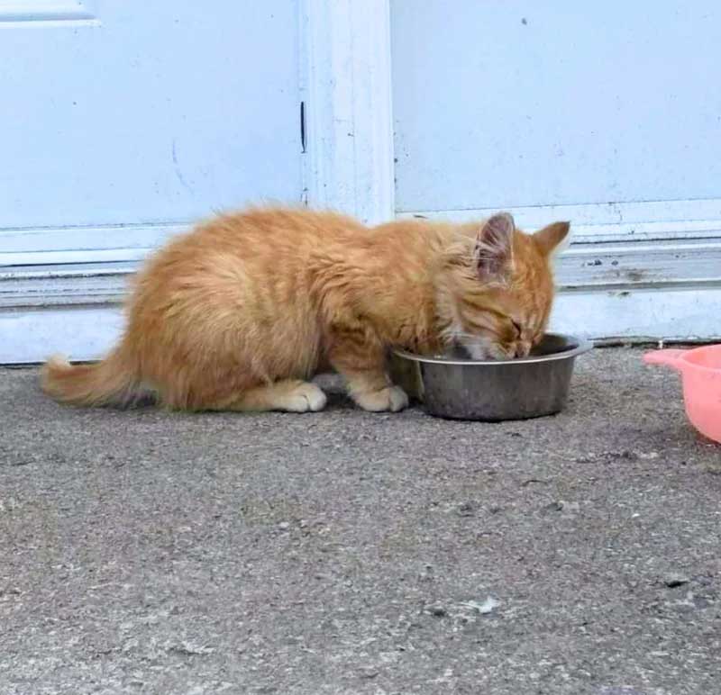 Safran chaton malade et solitaire