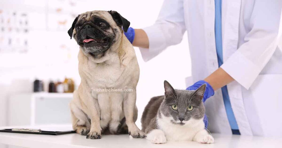 Santé chats chiens