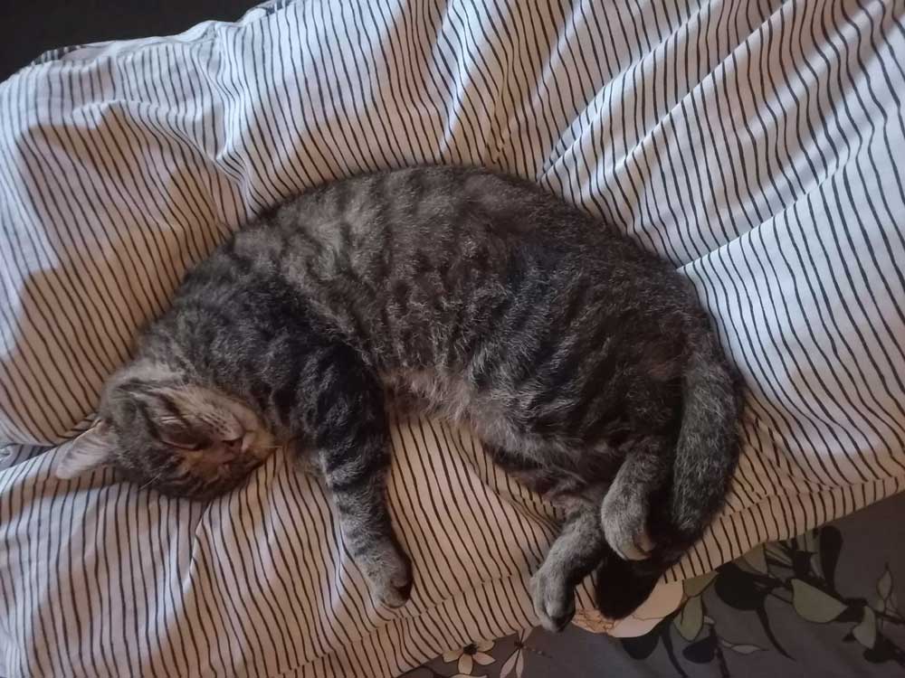 Un chat au look de sénior, triste et abîmé, se métamorphose grâce à une seconde chance 5 Tuggly chat triste