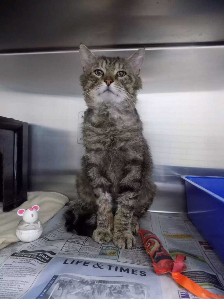 Un chat au look de sénior, triste et abîmé, se métamorphose grâce à une seconde chance 2 Tuggly chat triste