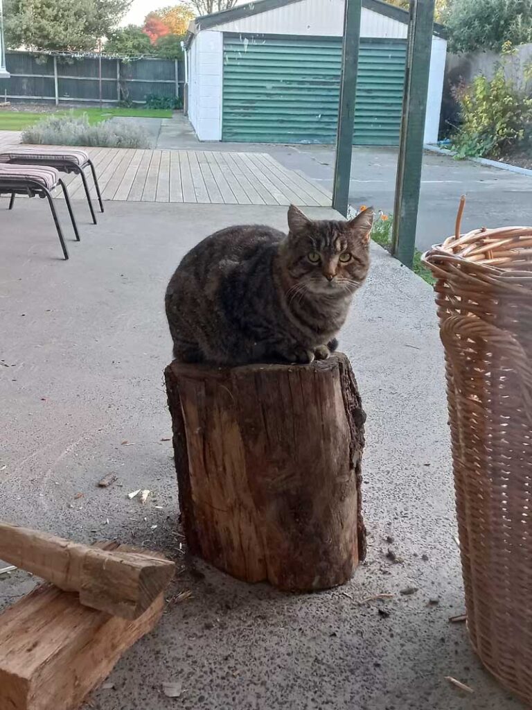 Un chat au look de sénior, triste et abîmé, se métamorphose grâce à une seconde chance 3 Tuggly chat triste