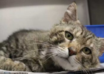 Un chat au look de sénior, triste et abîmé, se métamorphose grâce à une seconde chance